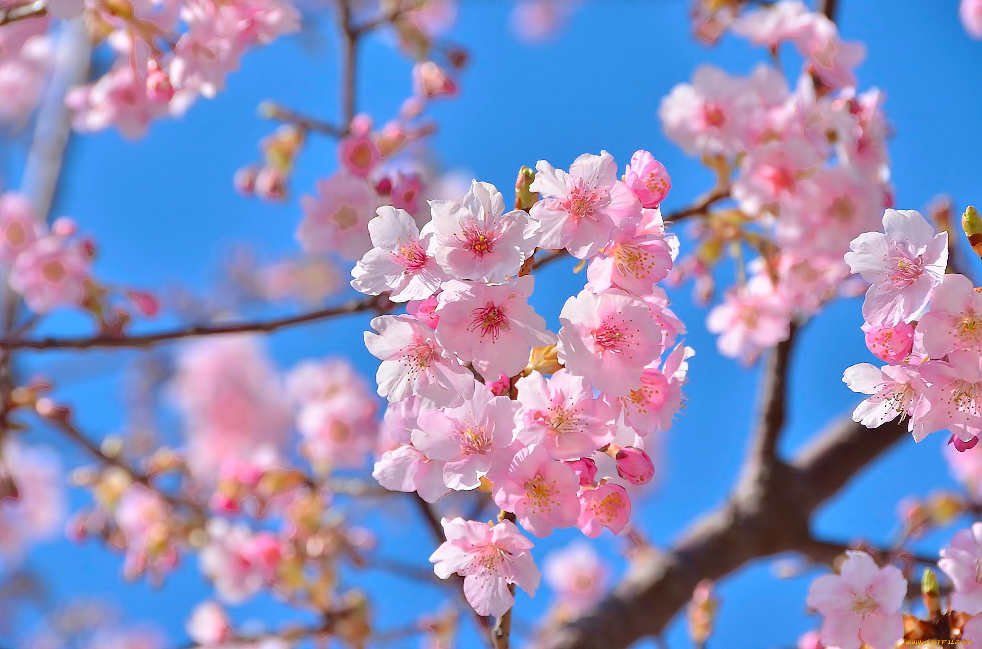 Фото цветы сакуры в высоком качестве